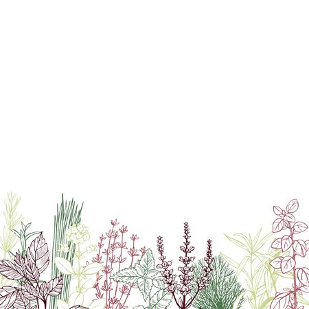 Vector background with hand drawn spicy herbs.  Sketch  illustration.のイラスト素材