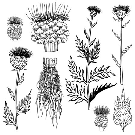 Hand drawn medical herbs. Leuzea. Maral root. Vector sketch  illustration.のイラスト素材
