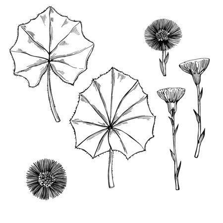 Hand drawn medical herbs. Coltsfoot.  Vector sketch  illustration. のイラスト素材