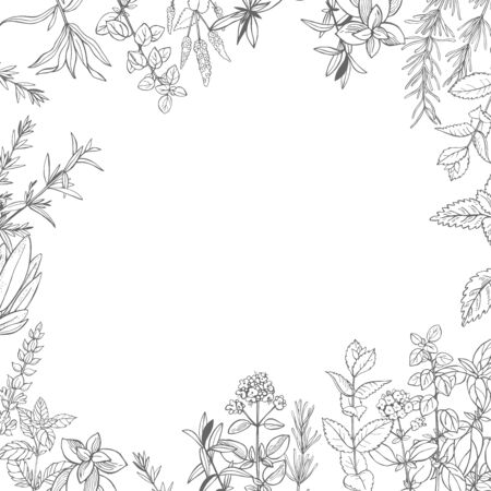  Hand drawn spicy herbs.  Vector sketch  illustration.のイラスト素材