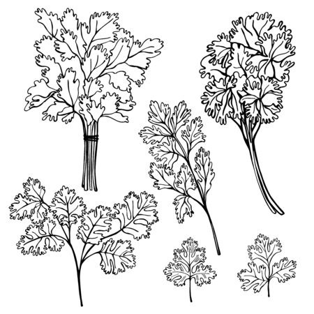  Hand drawn spicy herbs.  Parsley.Vector sketch  illustration.のイラスト素材