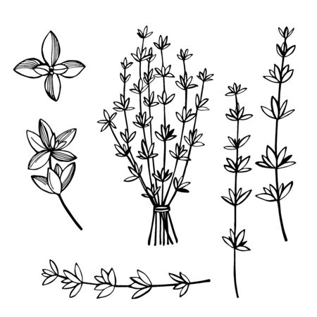  Hand drawn spicy herbs.  Thyme. Vector sketch  illustration.のイラスト素材