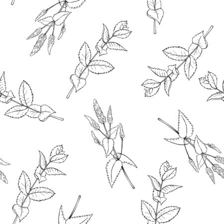 Hand drawn spicy herbs.Peppermint. Vector  seamless pattern.のイラスト素材