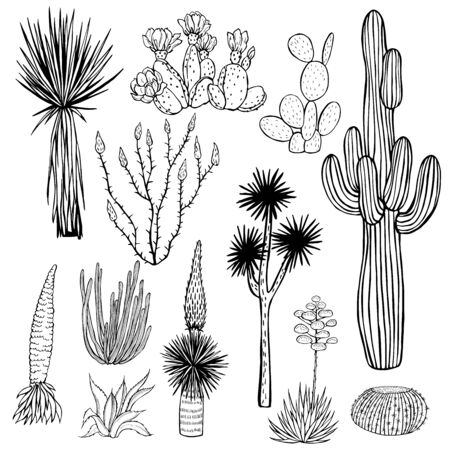 Desert plants, cacti. Vector sketch  illustration.のイラスト素材