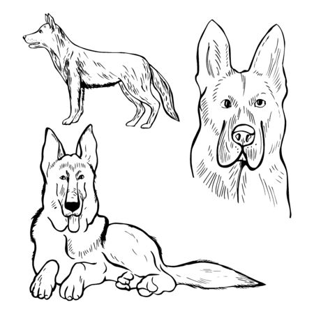 Hand drawn dog. German shepherd. Vector sketch  illustration.のイラスト素材