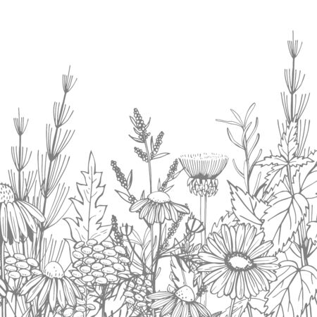Hand drawn medicinal herbs.Vector sketch  illustration.のイラスト素材