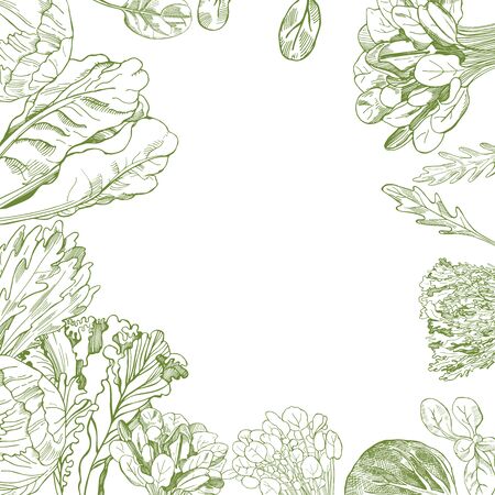 Vector background with hand drawn different kinds of lettuceのイラスト素材