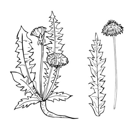 Hand drawn medicinal herbs.Dandelion. Vector sketch  illustration.のイラスト素材