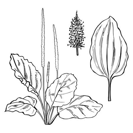 Hand drawn Plantain. Medicinal herbs.Vector sketch illustration.のイラスト素材