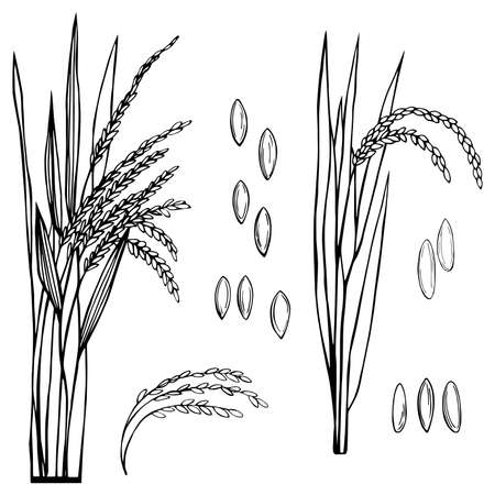 Spikelet of rice with the leaves on a white background. Vector sketch illustration.のイラスト素材