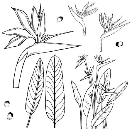 Hand drawn tropical flowers. Strelitzia.Vector sketch illustration.のイラスト素材