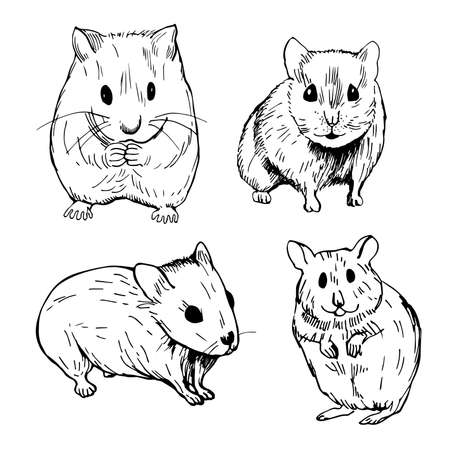 Hand drawn hamster. Vector sketch illustration.のイラスト素材