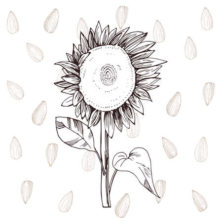 Hand drawn sunflower. Vector background. Sketch illustrationのイラスト素材