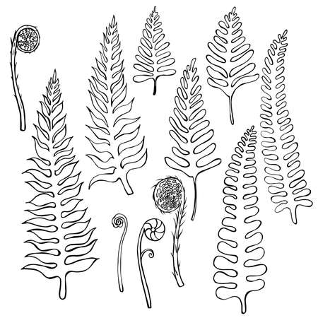 Hand drawn fern. Vector sketch illustrationのイラスト素材