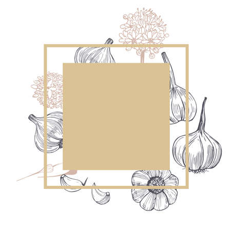 Vector frame with hand drawn garlic. Sketch illustrationのイラスト素材