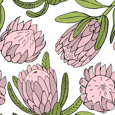 Hand-drawn flowers protea. Vector seamless patternのイラスト素材