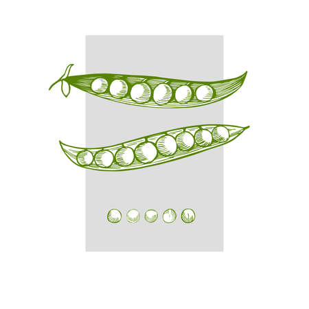 Hand drawn peas. Vector sketch illustration.のイラスト素材