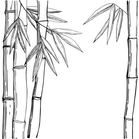 Bamboo. Vector sketch illustrationのイラスト素材