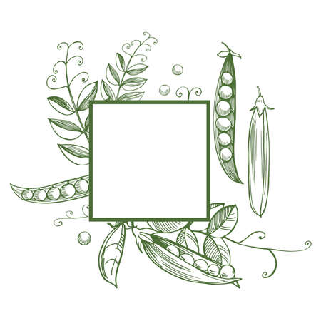Vector frame with hand drawn peas.のイラスト素材