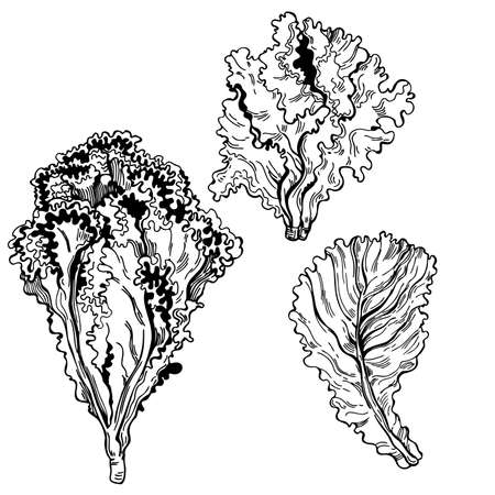 Hand drawn lettuce. Vector sketch illustrationのイラスト素材