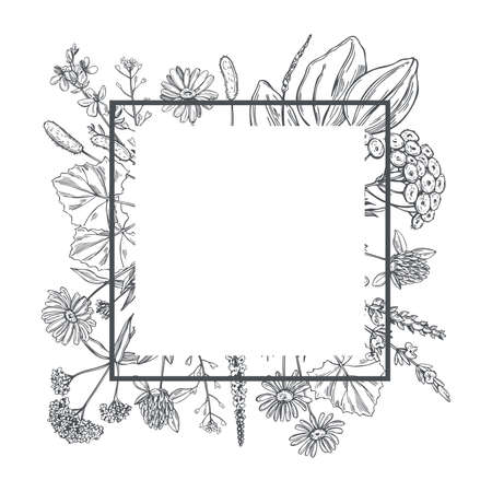 Vector frame with hand drawn medicinal herbs.のイラスト素材