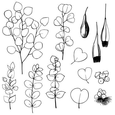 Hand drawn Eucalyptus. Black and white line illustration of plants.のイラスト素材