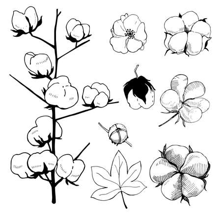 Hand drawn flowers. Cotton plant flower.Black and white line illustration of cotton flowers.のイラスト素材