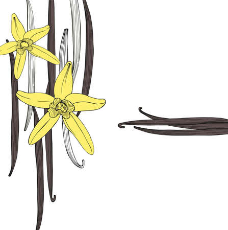 Vector baclground with hand drawn vanilla. The pods and flowers. Vector sketch illustration.