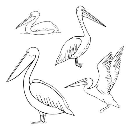 Hand drawn pelican. Vector sketch illustration.のイラスト素材