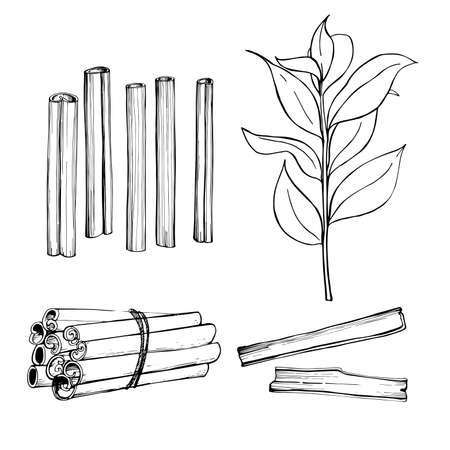 Ð¡innamon. Hand drawn sketch illustrationのイラスト素材