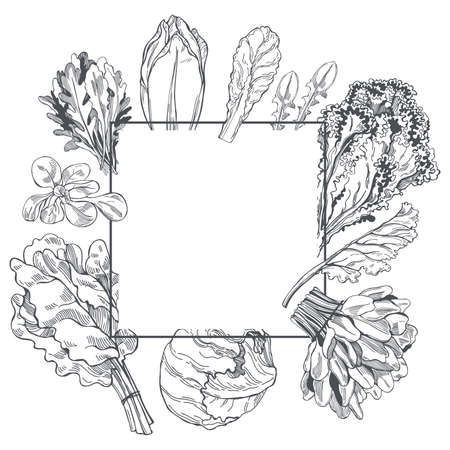 Vector frame with hand drawn different kinds of lettuce.のイラスト素材
