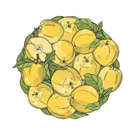 Hand drawn apples in a circle. Fruits on white background. sketch illustration.のイラスト素材