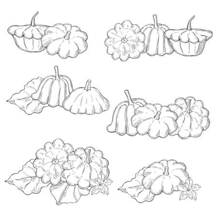 Hand drawn pattypan squash or patisson on white background.Vector sketch illustration.のイラスト素材