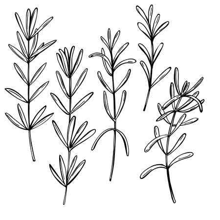 Hand drawn spicy herbs. Rosemary. Vector sketch illustration.のイラスト素材