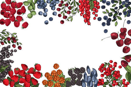 Hand drawn berries. Currant, strawberry, blueberry, cloudberry, blackberries, cherries. Vector background. Sketch illustration.のイラスト素材