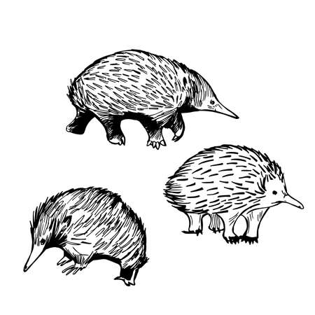 Hand drawn short-beaked Echidna Tachyglossus aculeatusVector sketch illustration.のイラスト素材