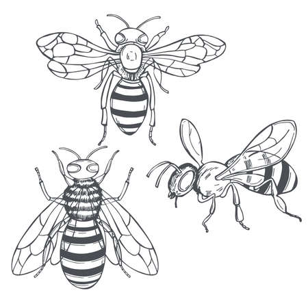 Hand drawn bees on white background.Vector sketch illustration.のイラスト素材