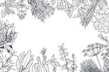 Hand drawn spicy herbs. Vector background. Sketch illustration.のイラスト素材