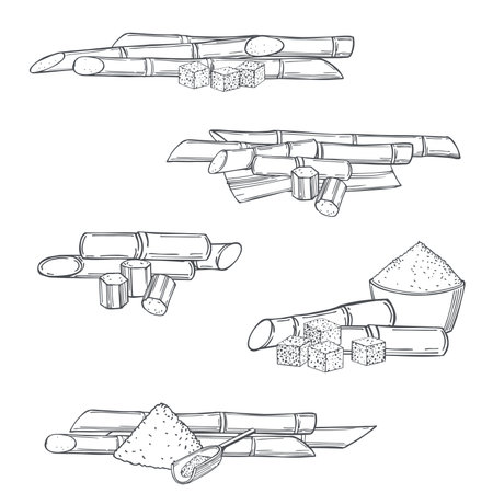 Hand drawn sugarcane on white background. Vector sketch illustration.のイラスト素材