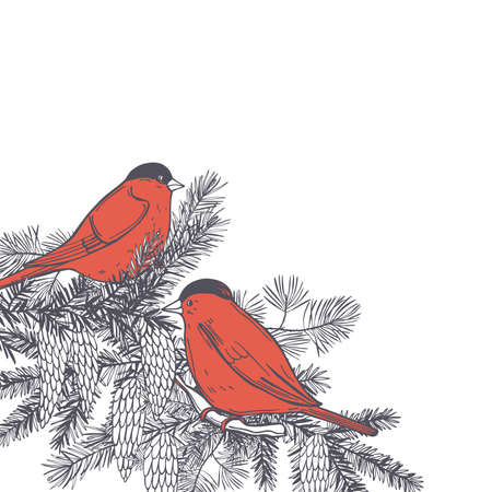 Hand drawn winter birds. Bullfinches on white backgrounds. Vector sketch illustration.のイラスト素材