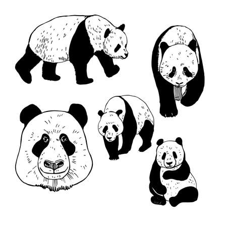 Hand drawn panda. Vector sketch illustration.のイラスト素材