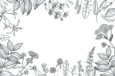 Hand drawn medicinal herbs. Vector background. Sketch illustration.のイラスト素材