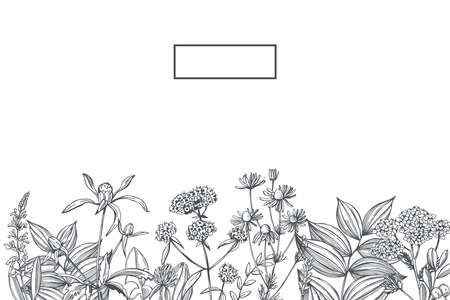 Hand drawn medicinal herbs. Vector background. Sketch illustration.のイラスト素材