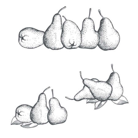 Hand drawn pears on white background. Vector sketch  illustration.のイラスト素材