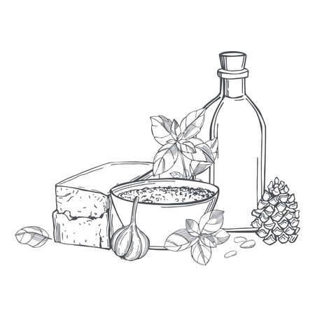 Hand-drawn pesto sauce. Ingredients: basil, cheese, nuts, oil and garlic. Vector sketch illustrationのイラスト素材