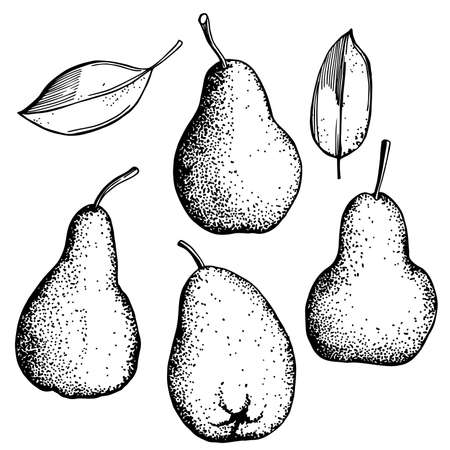 Hand drawn pears on white background. vector sketch illustration.のイラスト素材