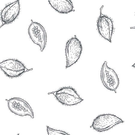 Hand-drawn Bixa orellana (annatto, achiote). vector sketch illustration.のイラスト素材