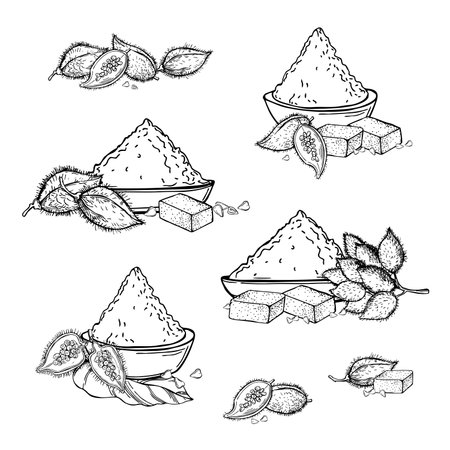 Hand-drawn Bixa orellana (annatto, achiote). vector sketch illustration.のイラスト素材