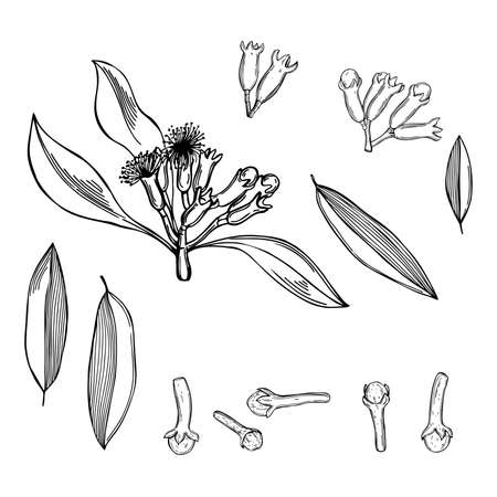 hand-drawn clove. The pods and flowers. vector sketch illustration.のイラスト素材