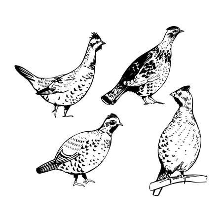 Hand-drawn hazel grouse. vector sketch illustration.のイラスト素材